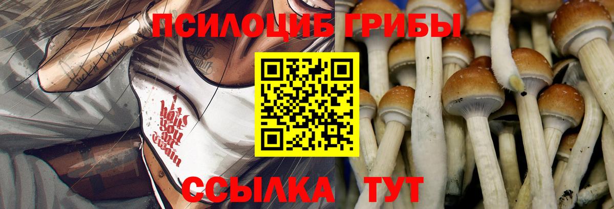 продажа наркотиков  Вход с VPN  Нововоронеж  Псилоцибиновые грибы Psilocybe 